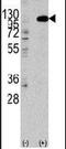 FGFR-2 antibody, PA5-14652, Invitrogen Antibodies, Western Blot image 