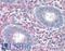 Paired Related Homeobox 1 antibody, LS-B2380, Lifespan Biosciences, Immunohistochemistry frozen image 