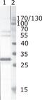 Protein Nef antibody, MA1-71506, Invitrogen Antibodies, Western Blot image 