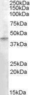 Ras association domain-containing protein 8 antibody, GTX88813, GeneTex, Western Blot image 