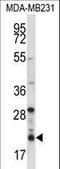 H13 antibody, LS-C166885, Lifespan Biosciences, Western Blot image 
