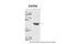 C-X-C Motif Chemokine Receptor 4 antibody, ARP30799_P050, Aviva Systems Biology, Western Blot image 