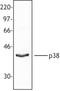 Dual specificity protein phosphatase 16 antibody, TA328037, Origene, Western Blot image 