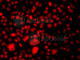 p65 antibody, A2547, ABclonal Technology, Immunofluorescence image 