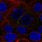 KIAA1324 antibody, HPA070749, Atlas Antibodies, Immunocytochemistry image 
