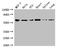 Ro60, Y RNA Binding Protein antibody, LS-C285729, Lifespan Biosciences, Western Blot image 