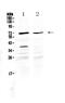 Serine/threonine-protein kinase MAK antibody, PA5-79621, Invitrogen Antibodies, Western Blot image 