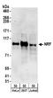 NF-kappa-B-repressing factor antibody, A304-016A, Bethyl Labs, Western Blot image 