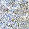 Hypoxia Up-Regulated 1 antibody, LS-C334837, Lifespan Biosciences, Immunohistochemistry frozen image 