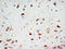 Secretogranin III antibody, AP23363PU-N, Origene, Immunohistochemistry frozen image 