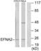 Elf1 antibody, LS-C118688, Lifespan Biosciences, Western Blot image 