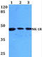 Tachykinin Receptor 1 antibody, AP01219PU-N, Origene, Western Blot image 