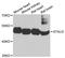 Double-stranded RNA-binding protein Staufen homolog 2 antibody, A3413, ABclonal Technology, Western Blot image 