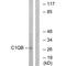 Complement C1q B Chain antibody, PA5-50013, Invitrogen Antibodies, Western Blot image 