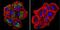 Heat shock protein 75 kDa, mitochondrial antibody, GTX16195, GeneTex, Immunofluorescence image 