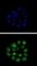 Kruppel Like Factor 11 antibody, abx032901, Abbexa, Western Blot image 