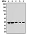 Apolipoprotein B MRNA Editing Enzyme Catalytic Subunit 3D antibody, LS-C668941, Lifespan Biosciences, Western Blot image 