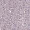 Zinc finger protein neuro-d4 antibody, PA5-61895, Invitrogen Antibodies, Immunohistochemistry frozen image 