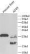 Heat Shock Protein Family B (Small) Member 1 antibody, FNab10398, FineTest, Western Blot image 