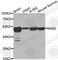 NGFI-A Binding Protein 2 antibody, A2266, ABclonal Technology, Western Blot image 