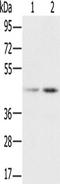 Heterogeneous nuclear ribonucleoprotein G antibody, TA350051, Origene, Western Blot image 