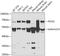 Alpha-globin transcription factor CP2 antibody, A05548, Boster Biological Technology, Western Blot image 