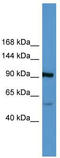LPA antibody, TA342896, Origene, Western Blot image 