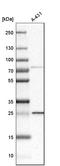 DCN1-like protein 1 antibody, HPA035911, Atlas Antibodies, Western Blot image 