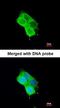 Desert hedgehog protein antibody, orb73848, Biorbyt, Immunofluorescence image 