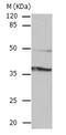 Cyclin Dependent Kinase 6 antibody, TA323938, Origene, Western Blot image 
