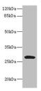 C-Type Lectin Domain Containing 9A antibody, orb45077, Biorbyt, Western Blot image 