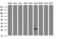N-Acetylneuraminic Acid Phosphatase antibody, M09658-1, Boster Biological Technology, Western Blot image 