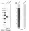 FRA2 antibody, NBP1-89842, Novus Biologicals, Western Blot image 