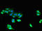 SH3 And Cysteine Rich Domain antibody, orb47727, Biorbyt, Immunocytochemistry image 