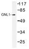 G Protein Nucleolar 1 (Putative) antibody, AP01479PU-N, Origene, Western Blot image 