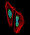 Recombining binding protein suppressor of hairless antibody, LS-C158830, Lifespan Biosciences, Immunofluorescence image 
