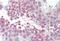  antibody, NBP1-28483, Novus Biologicals, Immunohistochemistry paraffin image 