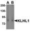 Kelch Like Family Member 1 antibody, NBP1-76670, Novus Biologicals, Western Blot image 