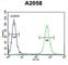 Coiled-Coil Domain Containing 148 antibody, abx025799, Abbexa, Western Blot image 