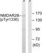 NMDAR2B antibody, LS-C199331, Lifespan Biosciences, Western Blot image 