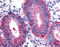 Dickkopf WNT Signaling Pathway Inhibitor 1 antibody, TA341113, Origene, Immunohistochemistry frozen image 