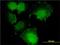 CCR4-NOT transcription complex subunit 7 antibody, H00029883-M01, Novus Biologicals, Immunofluorescence image 