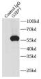 G3BP Stress Granule Assembly Factor 1 antibody, FNab03267, FineTest, Immunoprecipitation image 