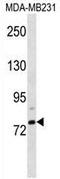 RNA polymerase II elongation factor ELL2 antibody, AP51416PU-N, Origene, Western Blot image 
