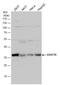 U2 Small Nuclear RNA Auxiliary Factor 1 antibody, GTX106854, GeneTex, Western Blot image 
