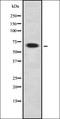Interleukin-1 family member 5 antibody, orb335333, Biorbyt, Western Blot image 