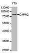 Calpain 2 antibody, abx125015, Abbexa, Western Blot image 