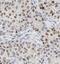 Protein regulator of cytokinesis 1 antibody, FNab06749, FineTest, Immunohistochemistry frozen image 