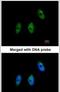 Elongator Acetyltransferase Complex Subunit 3 antibody, PA5-22196, Invitrogen Antibodies, Immunofluorescence image 