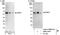 Nuclear Factor, Interleukin 3 Regulated antibody, NBP1-41077, Novus Biologicals, Western Blot image 